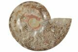 Choffaticeras (Daisy Flower) Ammonite Half - Madagascar #191240-2